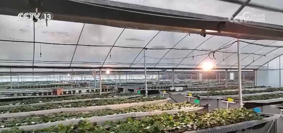 寒潮来袭 各地多部门积极应对护航农业生产 寒潮来袭 各地多部门积极应对护航农业生产