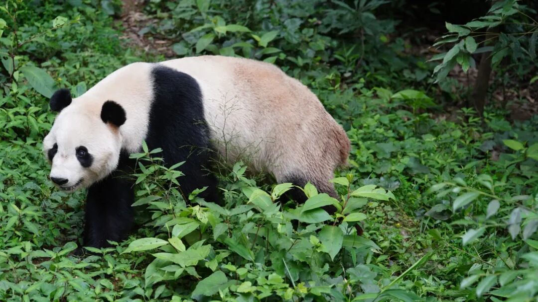 大熊猫“辰星”“晓月”启程前往马来西亚国家动物园