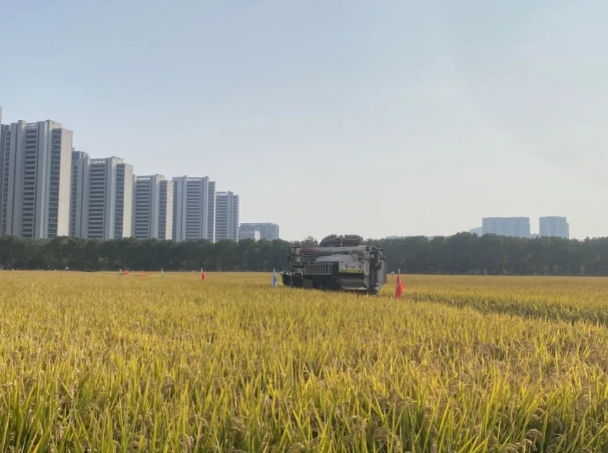 亩产1608.94公斤!浙江“吨半粮”测产结果刷新纪录 亩产1608.94公斤!浙江“吨半粮”测产结果刷新纪录