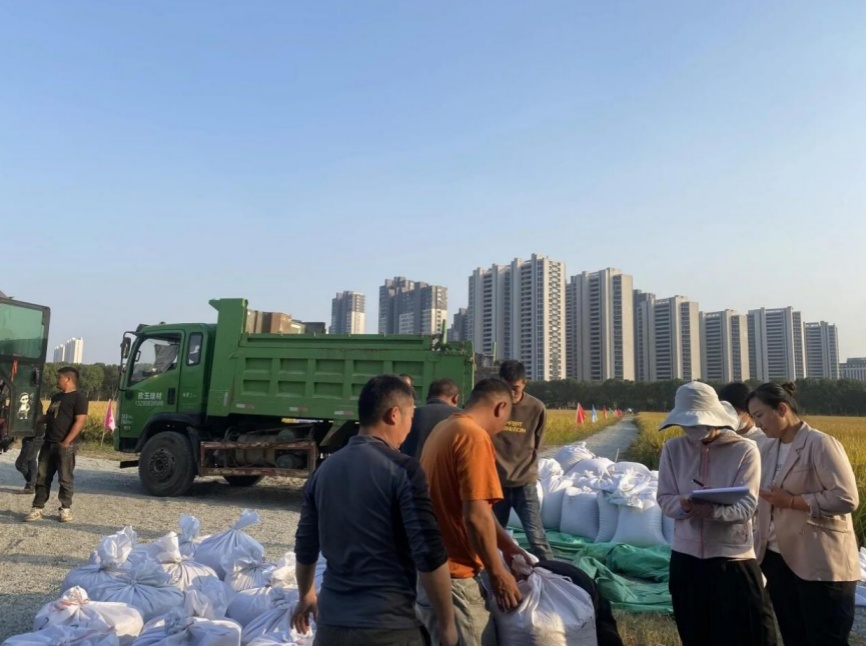 亩产1608.94公斤!浙江“吨半粮”测产结果刷新纪录 亩产1608.94公斤!浙江“吨半粮”测产结果刷新纪录