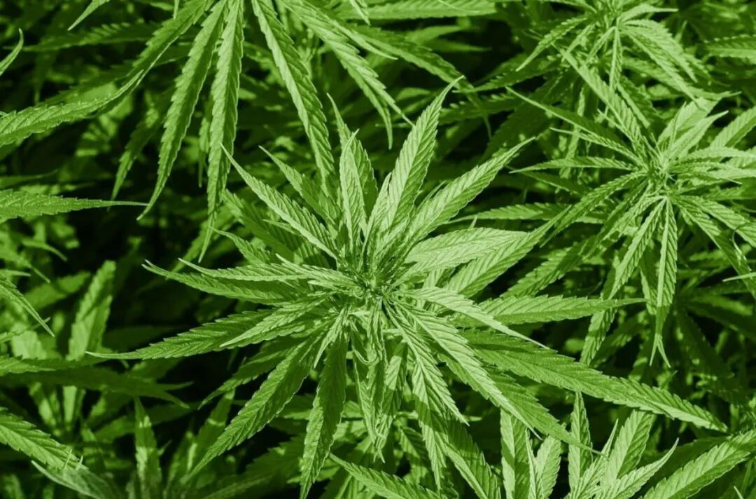 网购大麻种子家中种植？警方：抓！