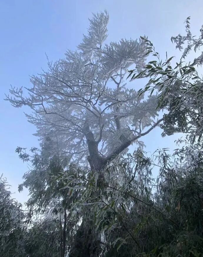 跌破0℃!广东一夜速冻、冷到结冰,气温回升时间定了 跌破0℃!广东一夜速冻、冷到结冰,气温回升时间定了