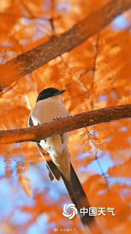 喜鹊在北京的初冬出片了
