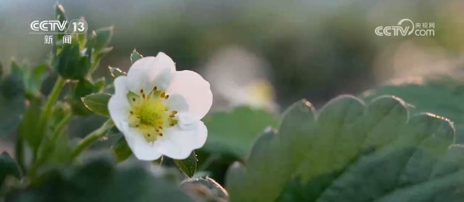 寒潮来袭 各地多部门积极应对护航农业生产 寒潮来袭 各地多部门积极应对护航农业生产