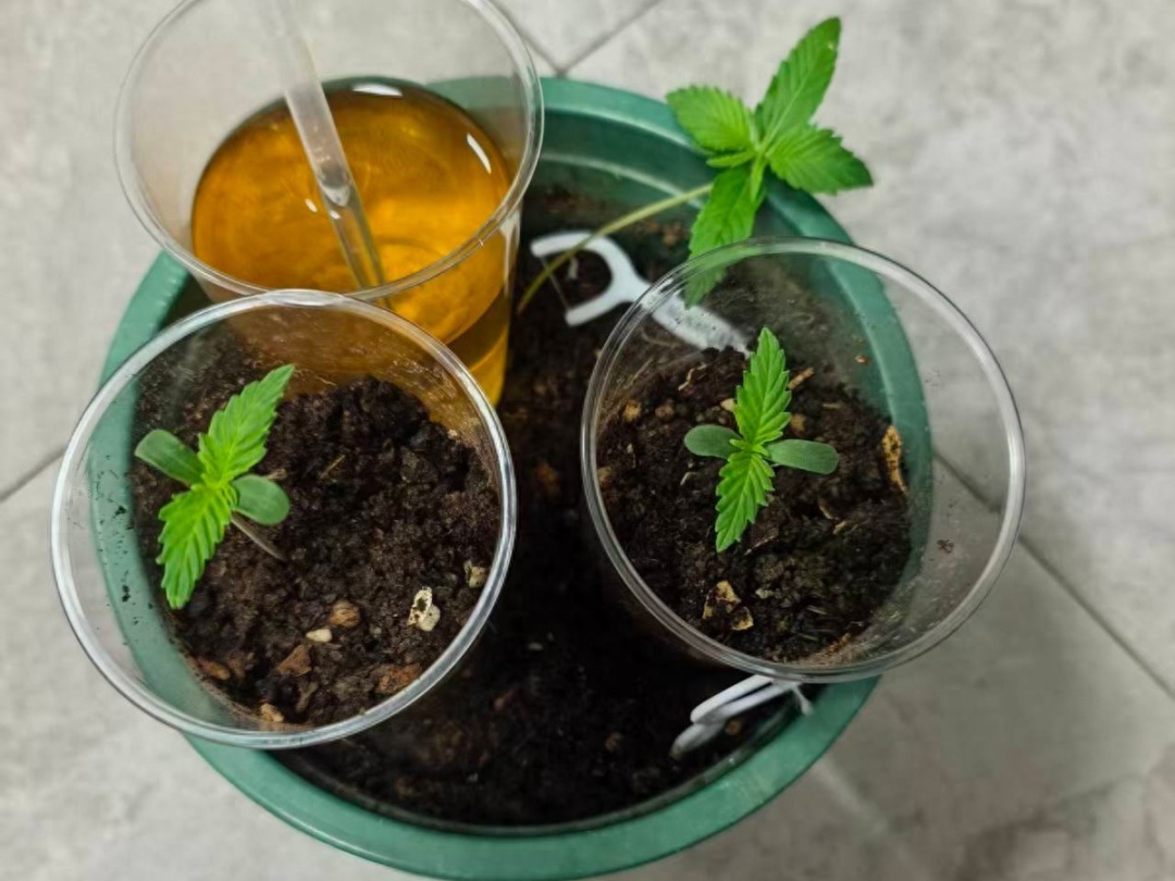 网购大麻种子家中种植？警方：抓！