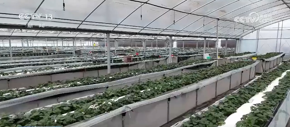 寒潮来袭 各地多部门积极应对护航农业生产 寒潮来袭 各地多部门积极应对护航农业生产