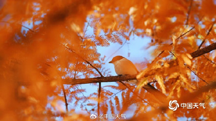 喜鹊在北京的初冬出片了