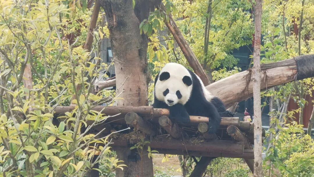 大熊猫“辰星”“晓月”启程前往马来西亚国家动物园