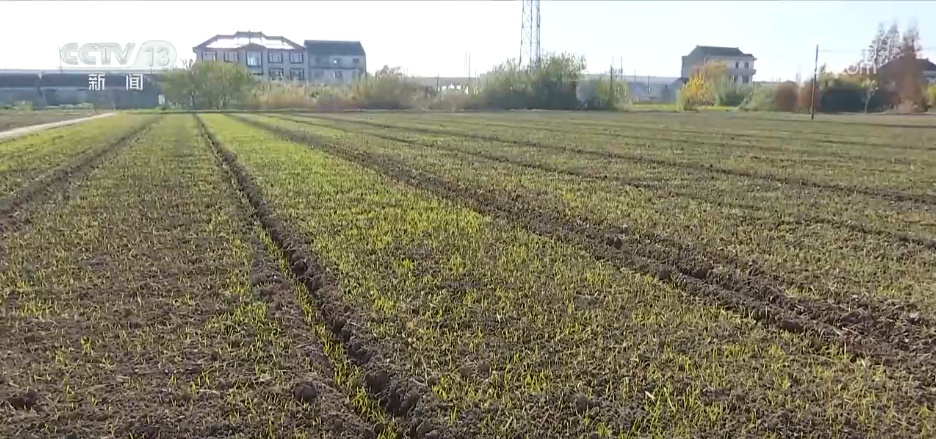 寒潮来袭 各地多部门积极应对护航农业生产 寒潮来袭 各地多部门积极应对护航农业生产