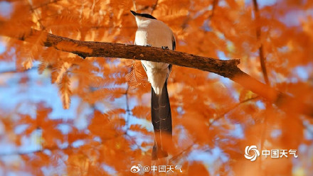 喜鹊在北京的初冬出片了