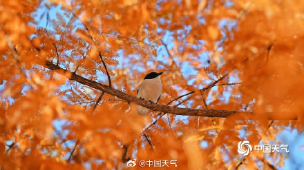 喜鹊在北京的初冬出片了