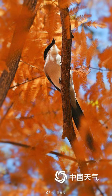 喜鹊在北京的初冬出片了