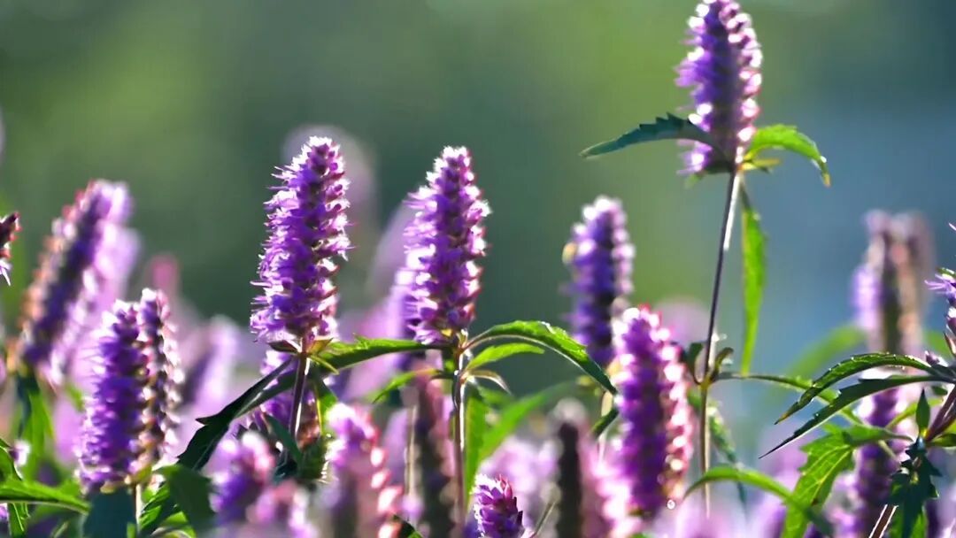 中华文明的铜筋铁骨之青铜篇|格物志·金石为开 中华文明的铜筋铁骨之青铜篇|格物志·金石为开