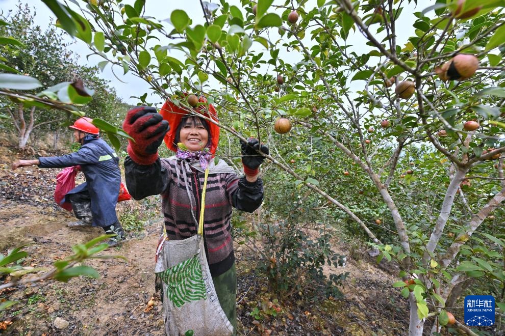 福建永泰:油茶果飘香采收忙 福建永泰:油茶果飘香采收忙