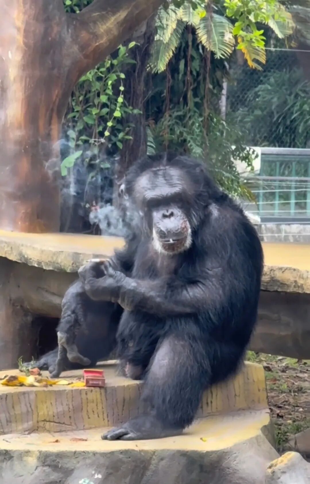 “网红黑猩猩熟练抽烟”引热议，动物园回应：在领养家庭染上恶习，正在“戒烟”