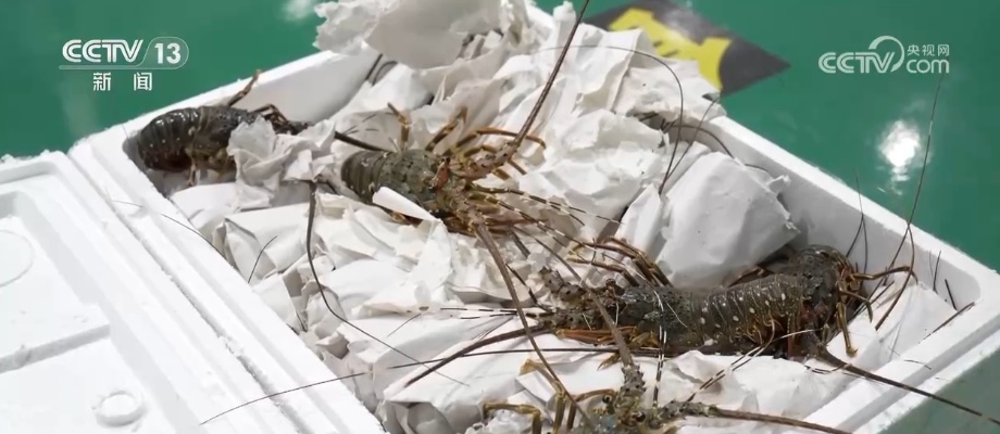 8627亿美元、8.2%，潜力大！“数”说中国东盟双边贸易逆势而上尽显蓬勃活力