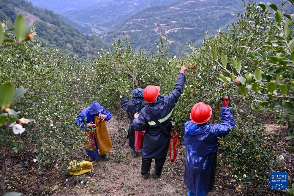福建永泰:油茶果飘香采收忙 福建永泰:油茶果飘香采收忙