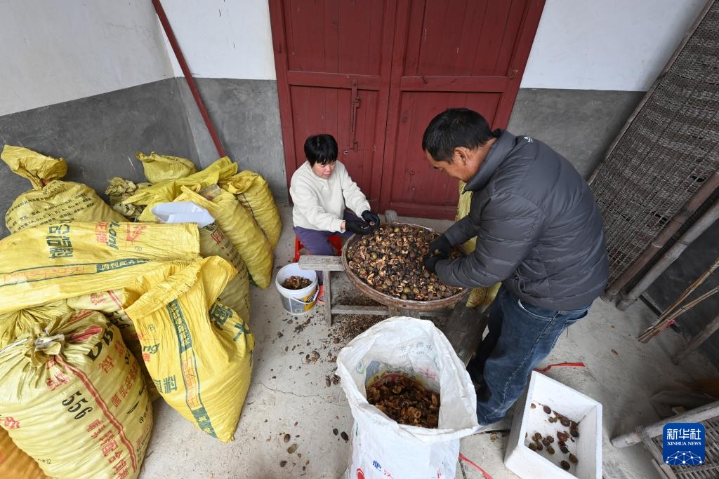 福建永泰:油茶果飘香采收忙 福建永泰:油茶果飘香采收忙