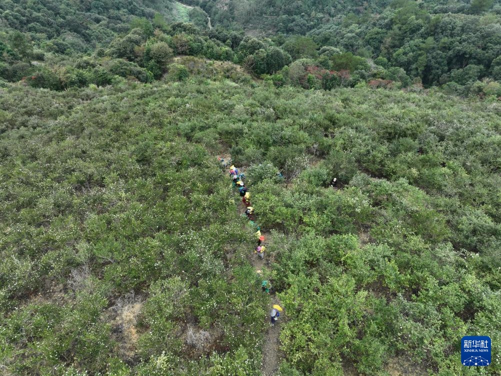 福建永泰:油茶果飘香采收忙 福建永泰:油茶果飘香采收忙