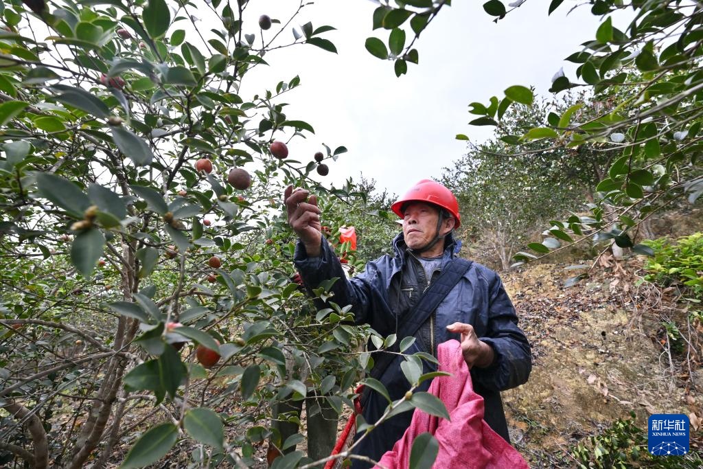 福建永泰:油茶果飘香采收忙 福建永泰:油茶果飘香采收忙