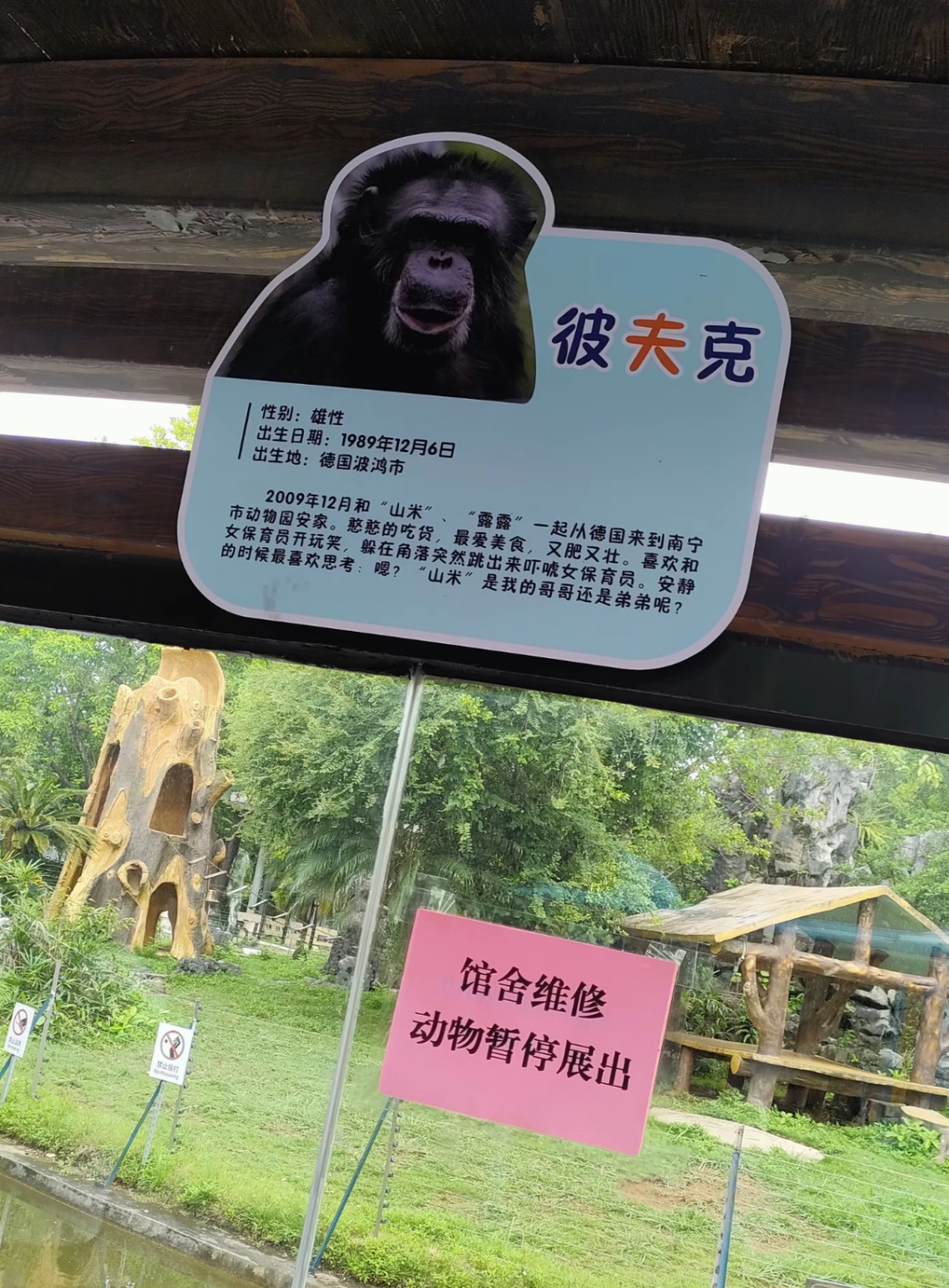 “网红黑猩猩熟练抽烟”引热议，动物园回应：在领养家庭染上恶习，正在“戒烟”