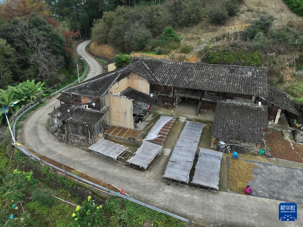 福建永泰:油茶果飘香采收忙 福建永泰:油茶果飘香采收忙