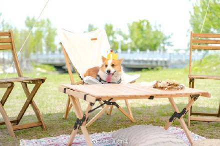 浙江一景区对宠物狗单独收费 工作人员：其他宠物不收费