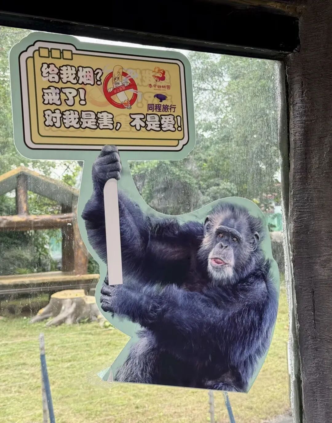 “网红黑猩猩熟练抽烟”引热议，动物园回应：在领养家庭染上恶习，正在“戒烟”
