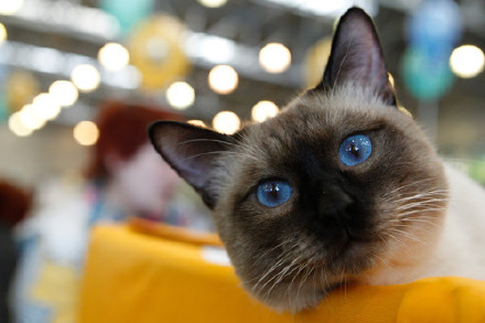 泰国猫被认定为国家象征宠物