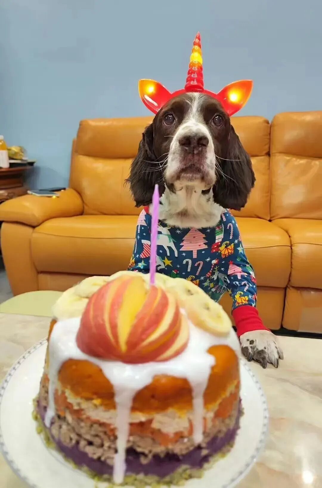 退役警犬被领养后……