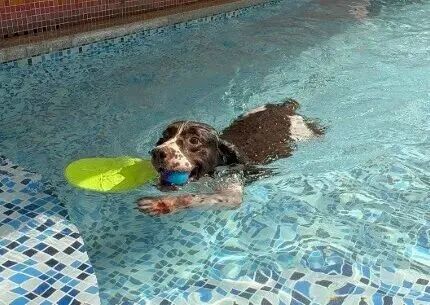 退役警犬被领养后……