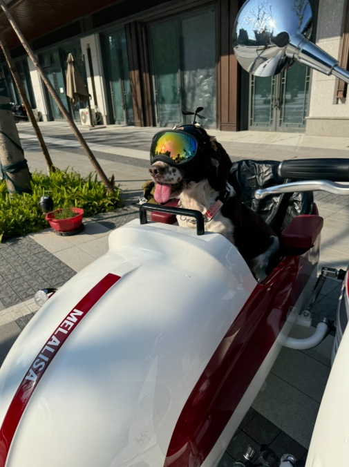 退役警犬被领养后……