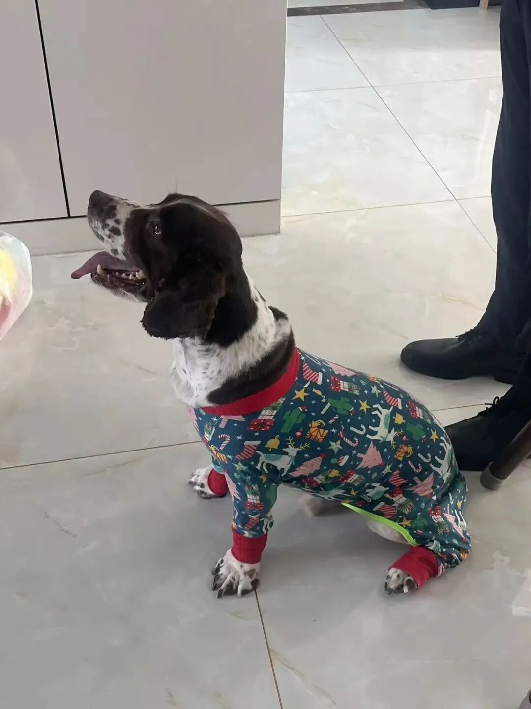 退役警犬被领养后……