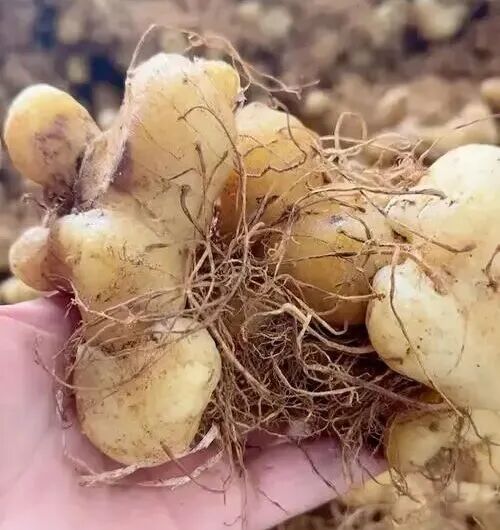 “中药+咖啡”？南京医院又整活了！