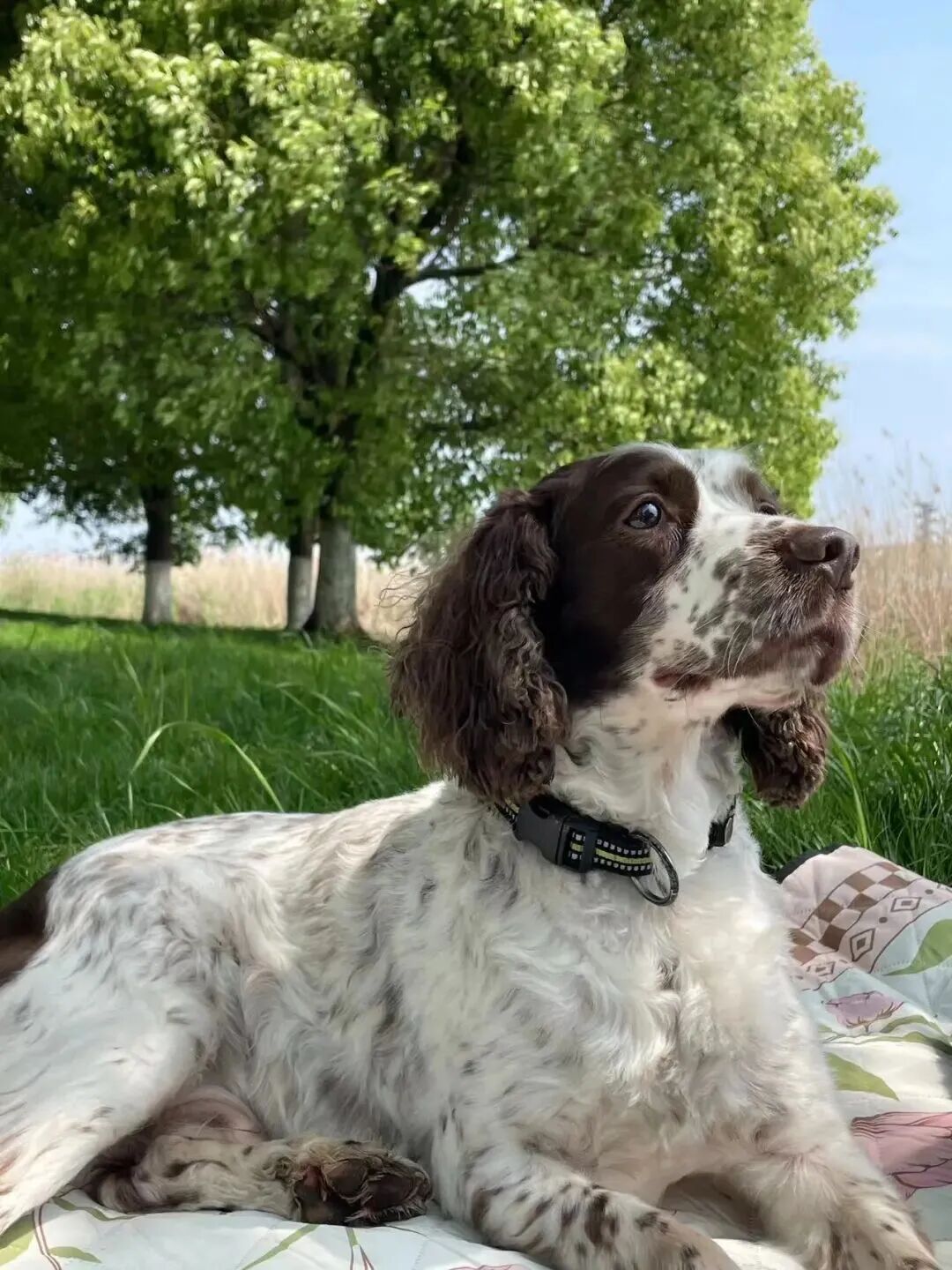 退役警犬被领养后……