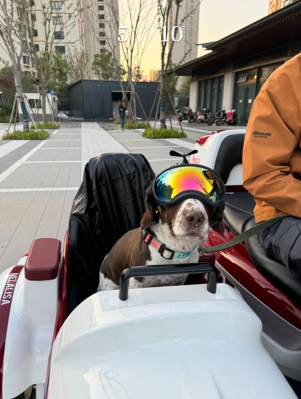 退役警犬被领养后……