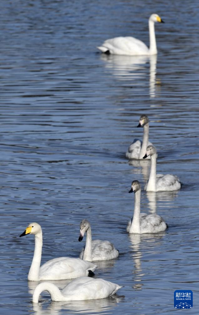 北京密云:迁徙候鸟绘就美好生态画卷 北京密云:迁徙候鸟绘就美好生态画卷