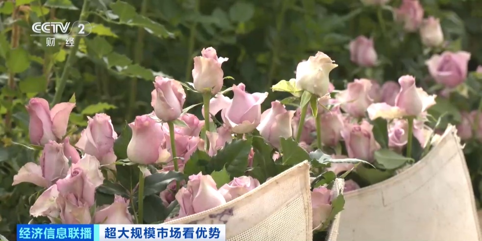 世界之最！这个超大规模市场，加速狂飙→