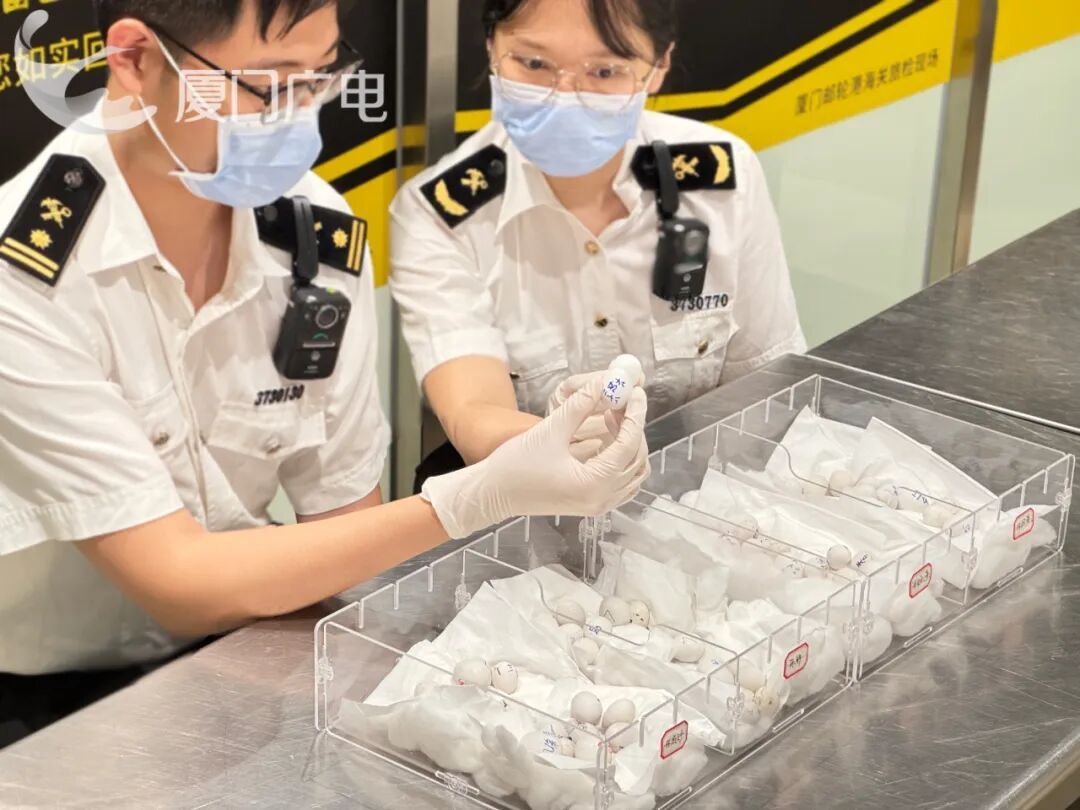 厦门海关查获!76枚!竟然夹藏在内衣中…… 厦门海关查获!76枚!竟然夹藏在内衣中……