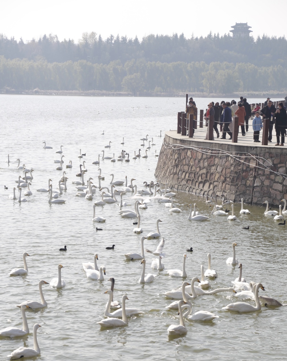 冬游中原好风光，来和天鹅一起过冬吧！