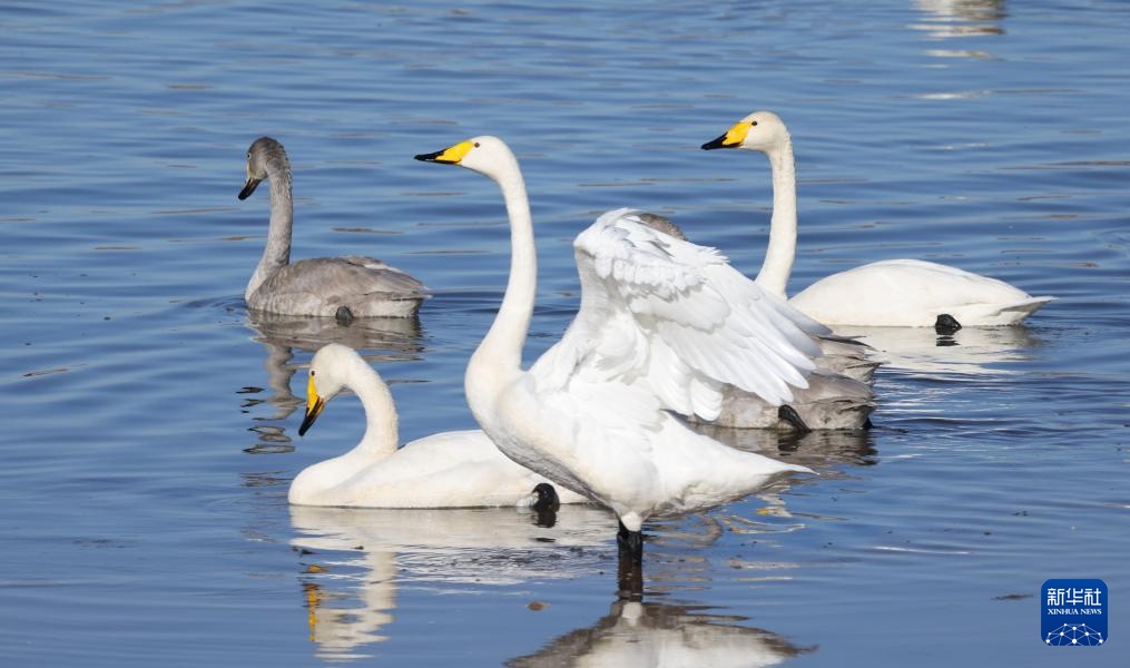 北京密云:迁徙候鸟绘就美好生态画卷 北京密云:迁徙候鸟绘就美好生态画卷