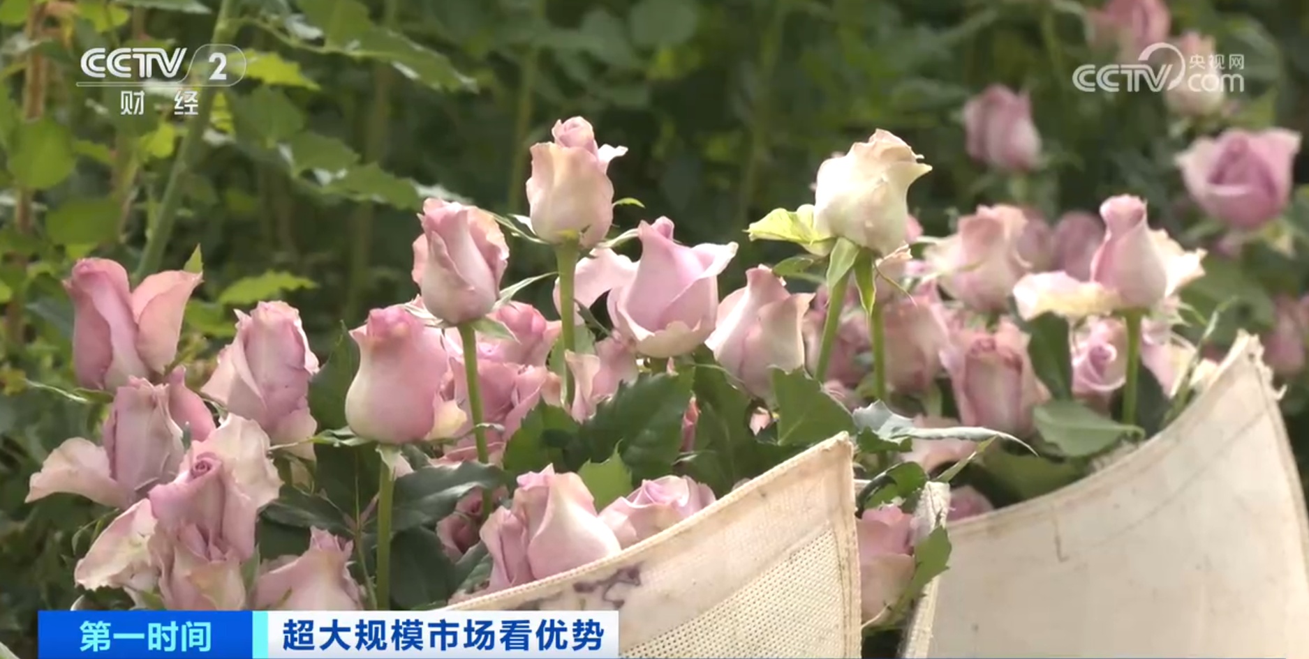 跟着鲜花“跑”物流！大市场如何“织”出大网络？