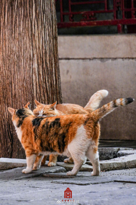 转存收藏！故宫不只有人人人还有喵喵喵