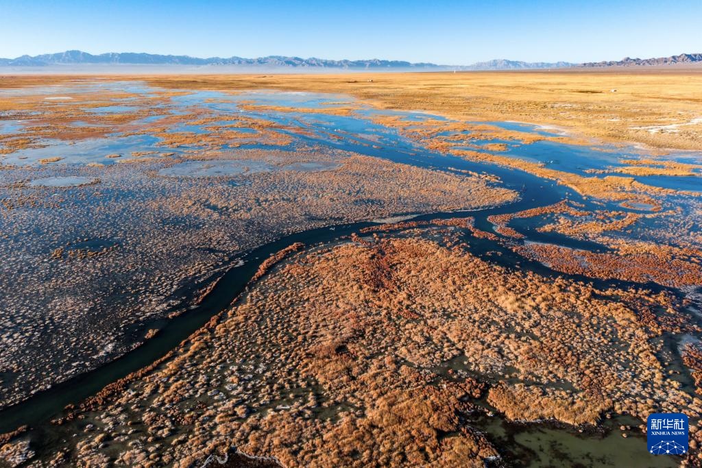河西走廊：候鸟迁徙路线上的“生态驿站”