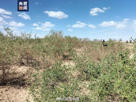 甘肃发现大面积野生枸杞