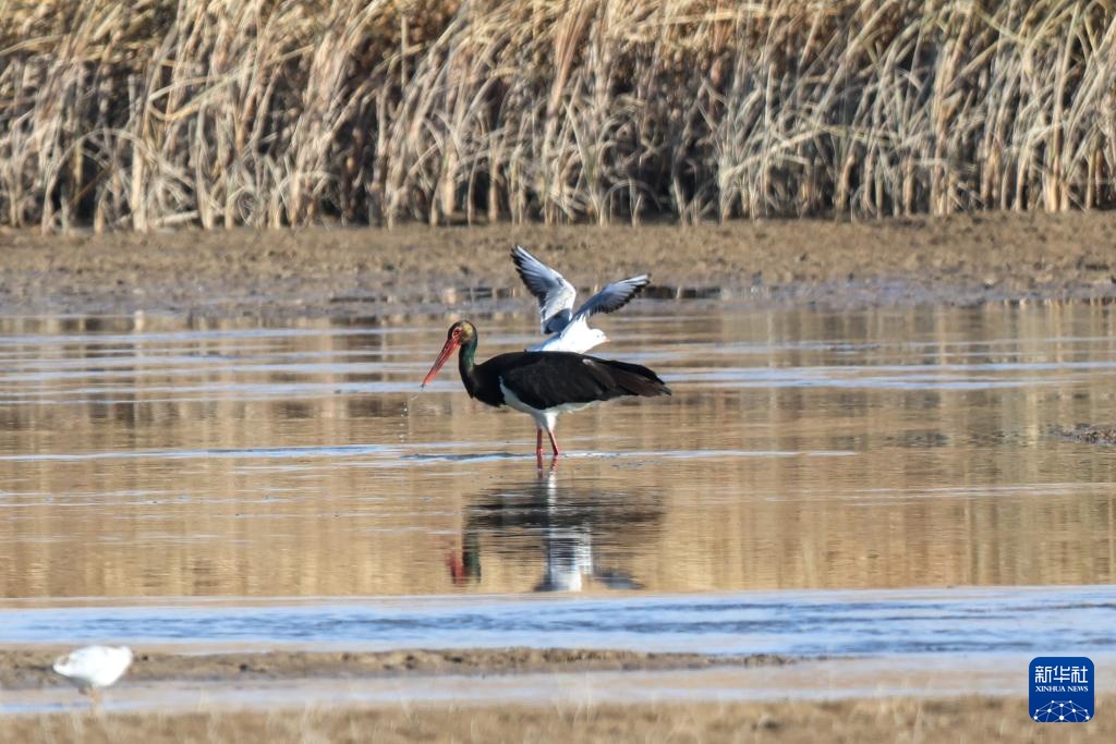 河西走廊：候鸟迁徙路线上的“生态驿站”