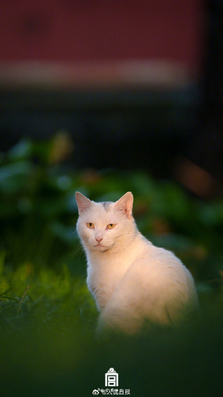 转存收藏！故宫不只有人人人还有喵喵喵