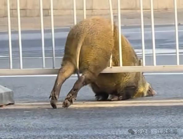 南京一头野猪横穿马路被卡护栏，脱困后已放归紫金山