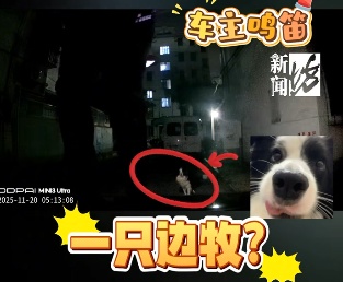 事发上海某小区!壮汉清晨被吓到跳上引擎盖,罪魁祸首竟是“放飞”的它 事发上海某小区!壮汉清晨被吓到跳上引擎盖,罪魁祸首竟是“放飞”的它