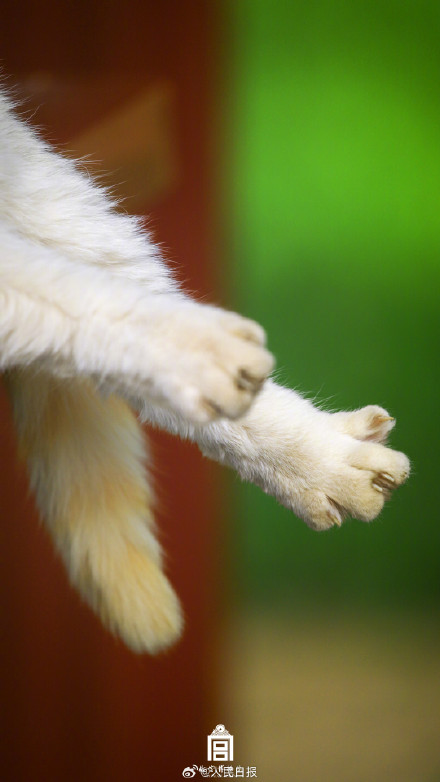 转存收藏！故宫不只有人人人还有喵喵喵